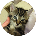 Annie M. Avatar