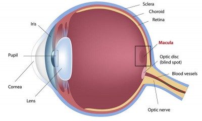 eye disease macular degeneration