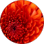 A B. Avatar